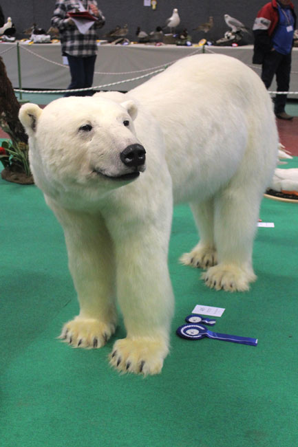 orso bianco